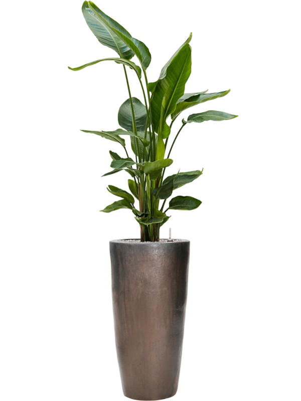 Strelitzia nicolai en Plain, Private label