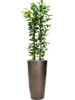 Ficus microcarpa 'Moclame' en Plain