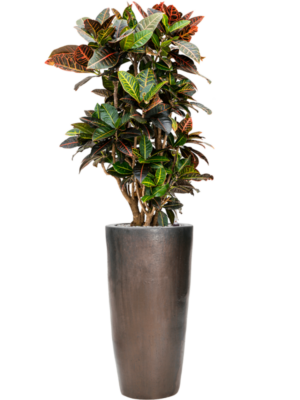 Croton (Codiaeum) variegatum 'Petra' en Plain