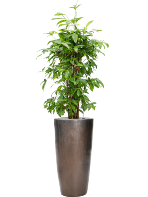 Dracaena surculosa en Plain