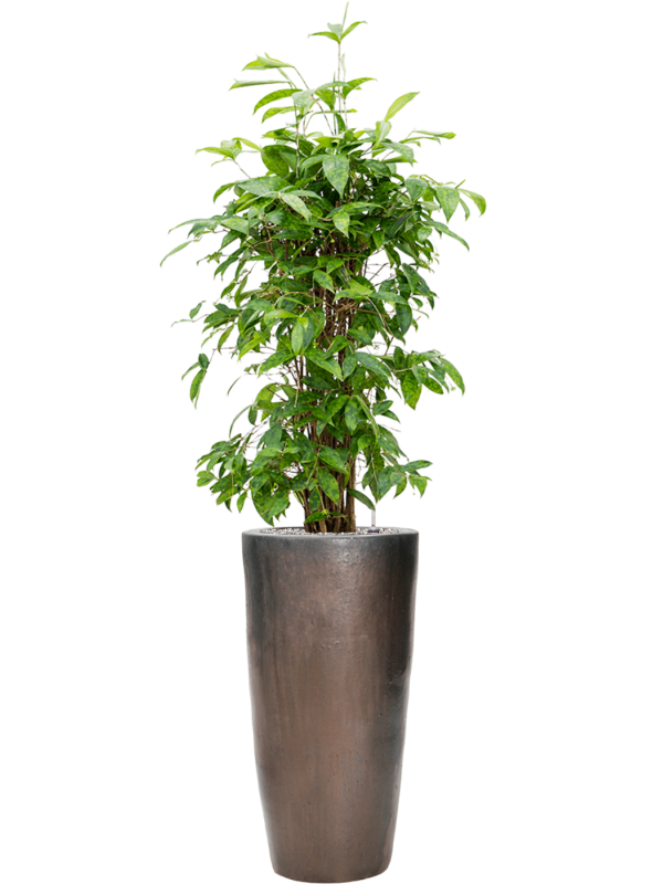 Dracaena surculosa en Plain, Private label