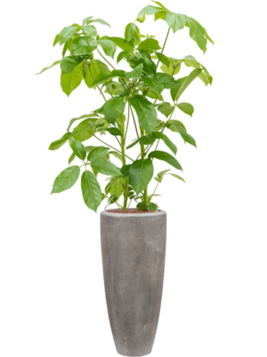 Schefflera actinophylla 'Amate' en Baq Polystone Plain