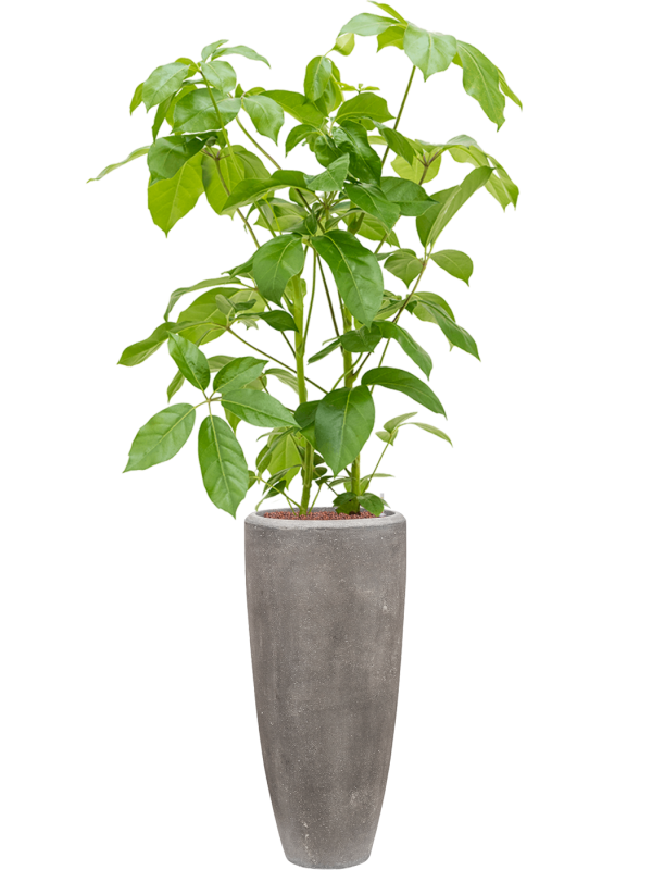Schefflera actinophylla 'Amate' en Baq Polystone Plain