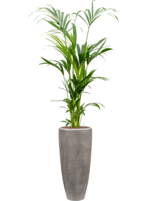 Kentia (Howea) forsteriana en Baq Polystone Plain