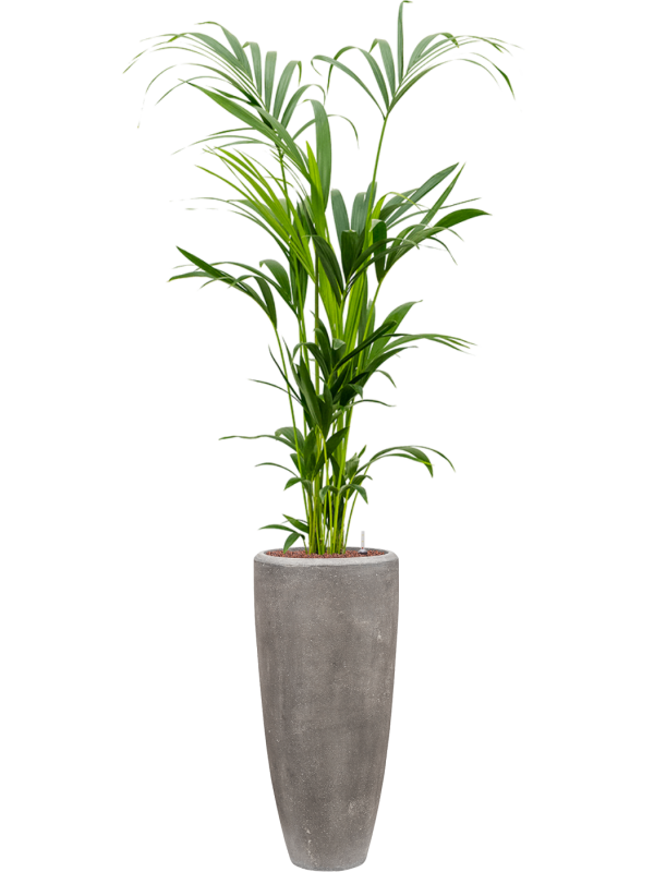Kentia (Howea) forsteriana en Baq Polystone Plain