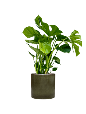 Monstera deliciosa en Cylinder