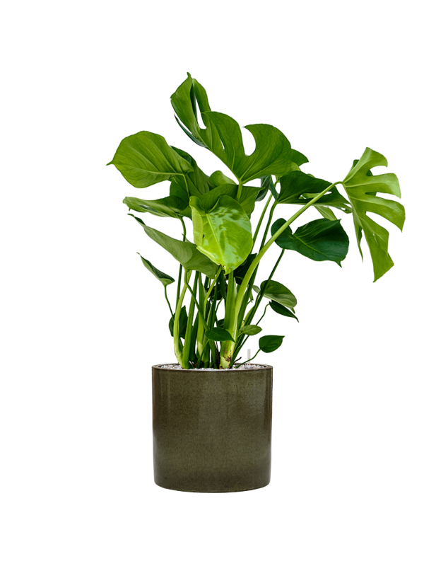 Monstera deliciosa en Cylinder, Ter Steege