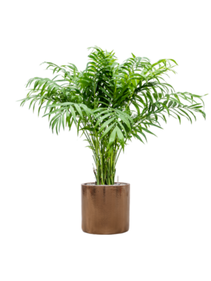Chamaedorea elegans en Cylinder