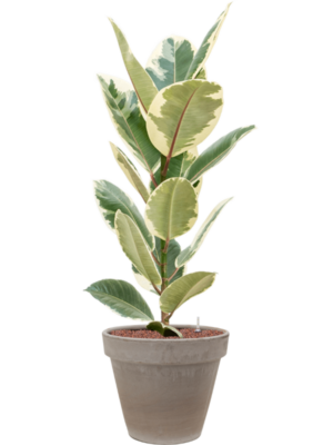 Ficus elastica 'Tineke' en Terra Cotta