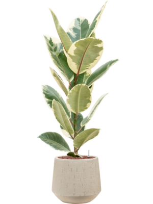 Ficus elastica 'Tineke' en Baq Raindrop