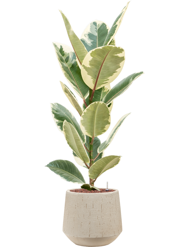 Ficus elastica 'Tineke' en Baq Raindrop