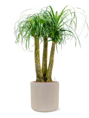 Beaucarnea recurvata en Baq Raindrop