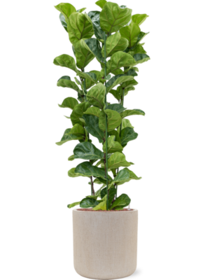Ficus lyrata 'Bambino' en Baq Raindrop