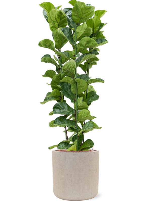Ficus lyrata 'Bambino' en Baq Raindrop