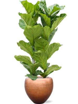 Ficus lyrata en Baq Metallic Silver leaf