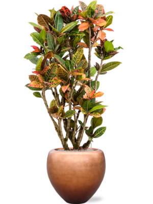 Croton variegatum 'Petra' en Baq Metallic Silver leaf