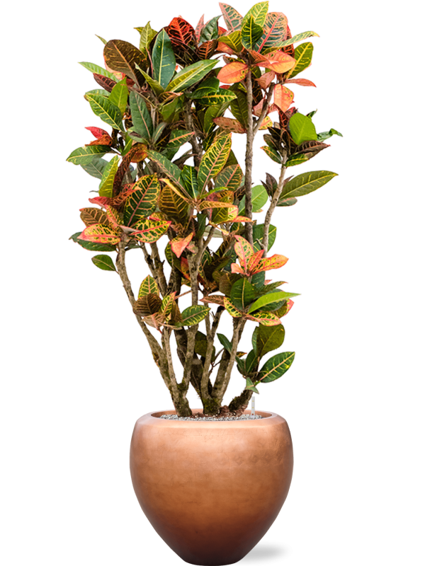 Croton variegatum 'Petra' en Baq Metallic Silver leaf