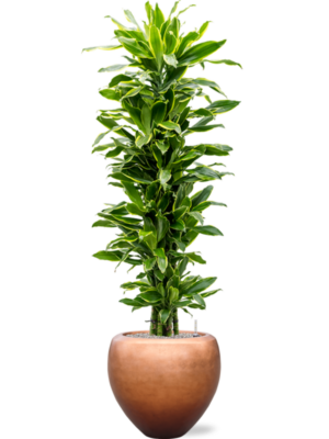 Dracaena 'Golden Coast' en Baq Metallic Silver leaf