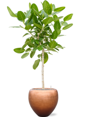 Ficus benghalensis 'Audrey' en Baq Metallic Silver leaf