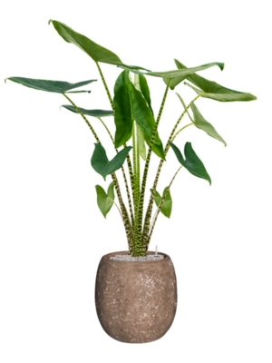 Alocasia zebrina en Baq Polystone Coated Plain