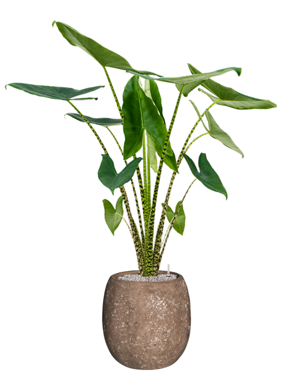Alocasia zebrina en Baq Polystone Coated Plain