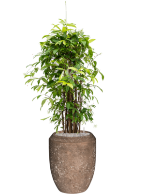 Dracaena surculosa en Baq Polystone Coated Plain