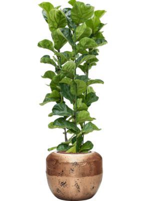 Ficus lyrata 'Bambino' en Baq Opus Raw