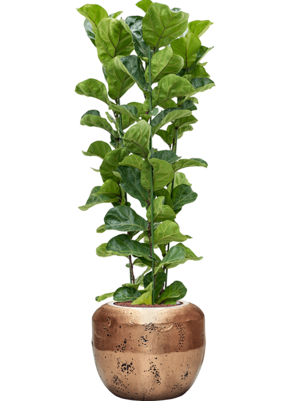 Ficus lyrata 'Bambino' en Baq Opus Raw
