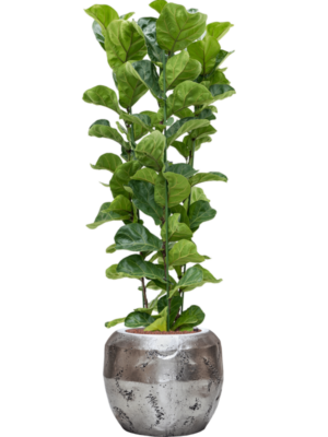 Ficus lyrata 'Bambino' en Baq Opus Raw