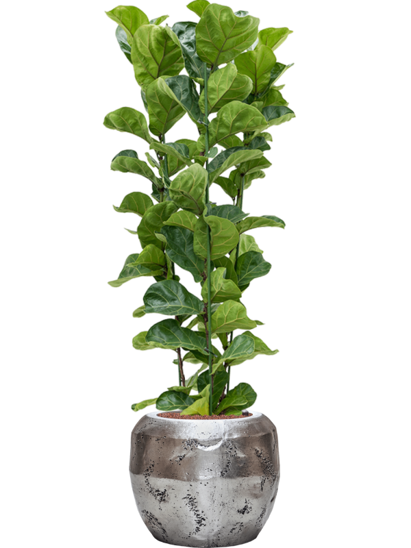 Ficus lyrata 'Bambino' en Baq Opus Raw