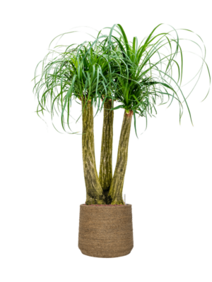 Beaucarnea recurvata en Bohemian
