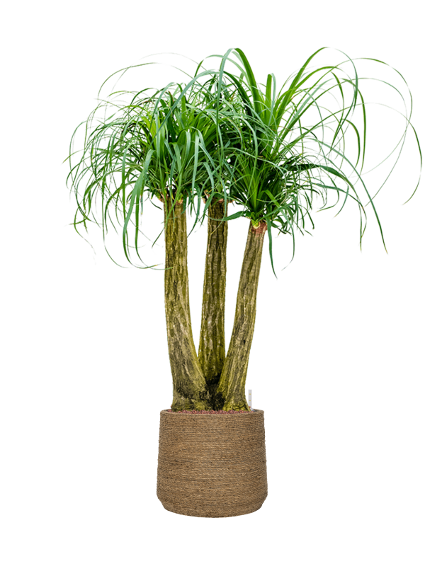 Beaucarnea recurvata en Bohemian, Pottery Pots