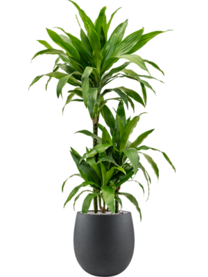 Dracaena fragrans 'Janet Craig' en Grigio
