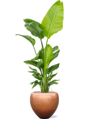 Strelitzia nicolai (120-160) en Baq Metallic Silver leaf