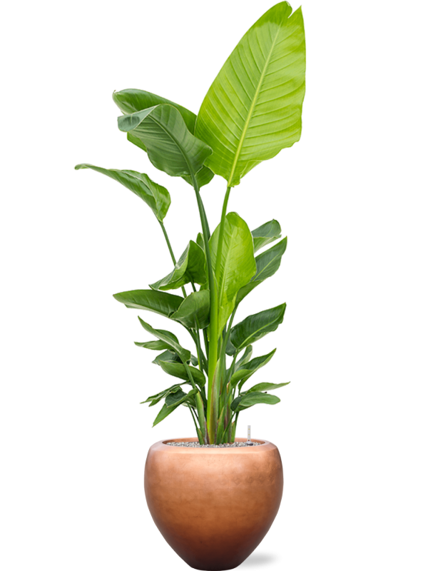 Strelitzia nicolai (120-160) en Baq Metallic Silver leaf