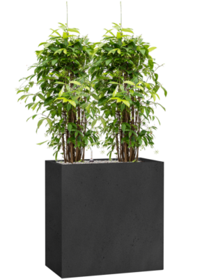 Dracaena surculosa en Grigio