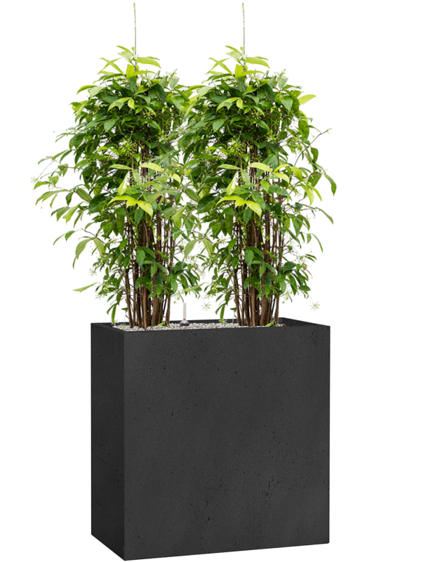 Dracaena surculosa en Grigio, Luca Lifestyle