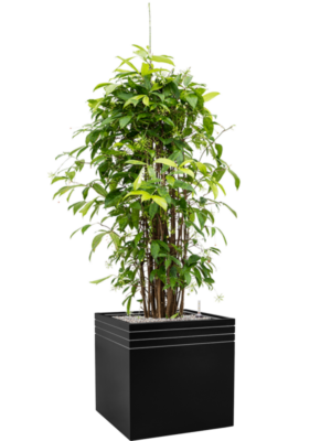 Dracaena surculosa en Baq Line-Up