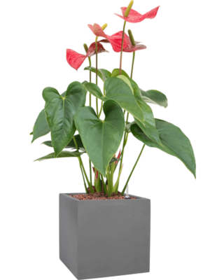 Anthurium andraeanum 'Sierra' en Natural