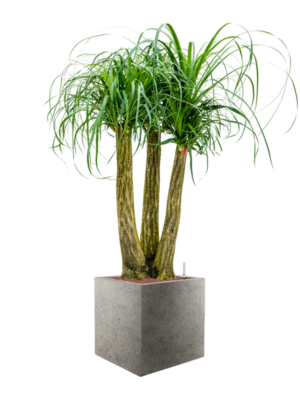 Beaucarnea recurvata en Grigio