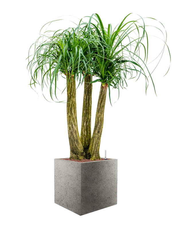 Beaucarnea recurvata en Grigio, Luca Lifestyle