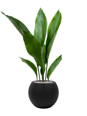 Aspidistra elatior en Capi Nature Groove