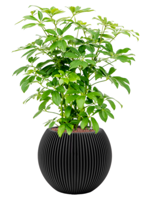 Schefflera arboricola 'Compacta' en Capi Nature Groove