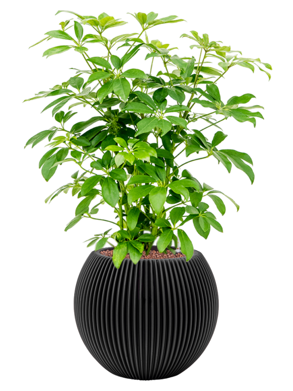 Schefflera arboricola 'Compacta' en Capi Nature Groove