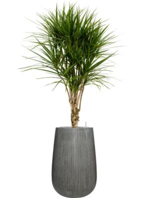 Dracaena marginata en Ridged Vertically