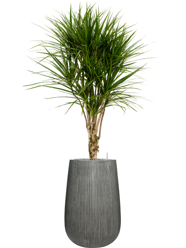 Dracaena marginata en Ridged Vertically, Pottery Pots
