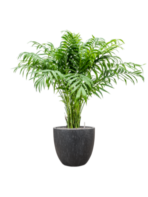 Chamaedorea elegans en Baq Raindrop