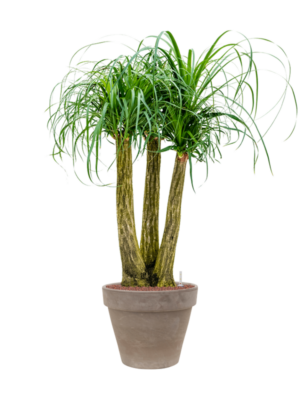 Beaucarnea recurvata en Terra Cotta