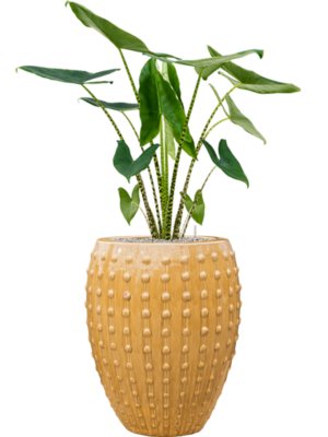 Alocasia zebrina en Laos