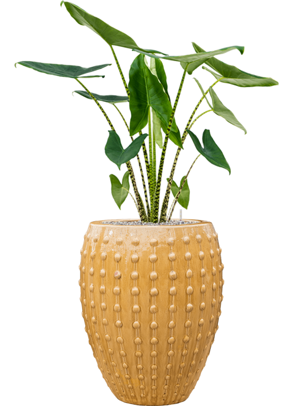 Alocasia zebrina en Laos, Private label